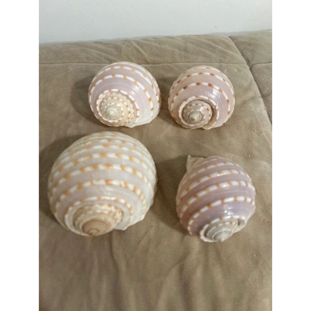 Spouted Tun Conch Shells